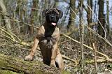 BULLMASTIFF 386